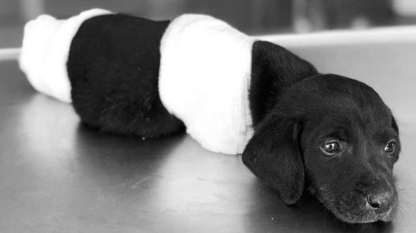 Bacakları Kesilerek Ölüme Terk Edilen Yavru Köpek Olayında Yeni Gelişme!