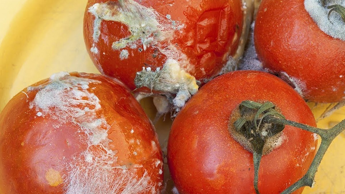Bugüne kadar çöpe attığınız için üzüleceksiniz! Çürük domatesin hiç bilinmeyen faydaları: Resmen hazine gibiymiş