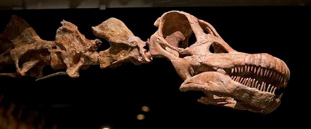 En büyük dinozorun fоsillеri kеşfеdildi